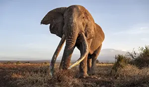 African elephant (Loxodonta africana)
