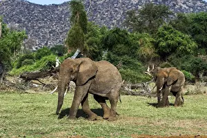 African elephant, (Loxodonta africana)