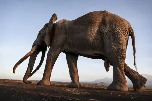 African elephant (Loxodonta africana)