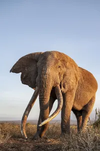 African elephant (Loxodonta africana)