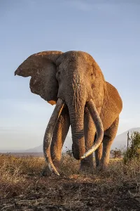 African elephant (Loxodonta africana)
