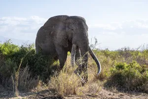 African elephant (Loxodonta africana)