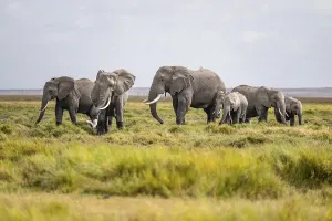 African elephant (Loxodonta africana)
