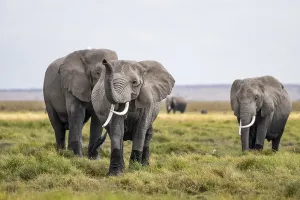 African elephant (Loxodonta africana)