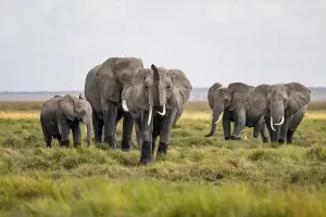 African elephant (Loxodonta africana)