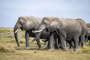 African elephant (Loxodonta africana)