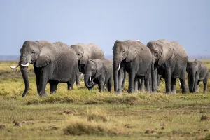 African elephant (Loxodonta africana)