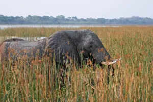 African elephant (Loxodonta africana)