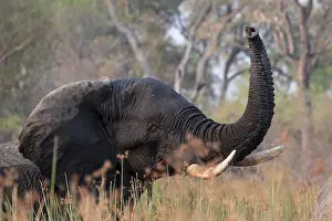 African elephant (Loxodonta africana)