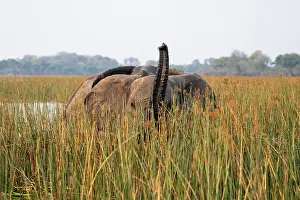 African elephant (Loxodonta africana)