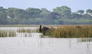 African elephant (Loxodonta africana)