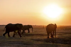 African elephant (Loxodonta africana)