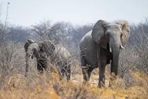 African elephant (Loxodonta africana)