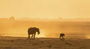 African elephant (Loxodonta africana)