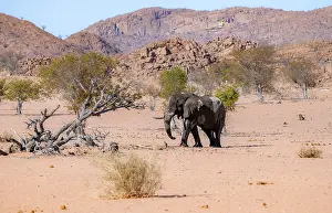 African elephant (Loxodonta africana)
