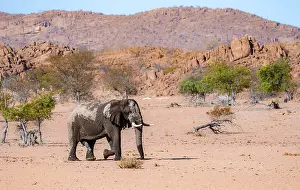 African elephant (Loxodonta africana)