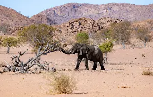 African elephant (Loxodonta africana)