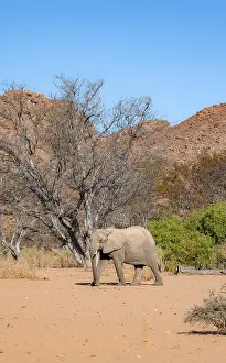 African elephant (Loxodonta africana)