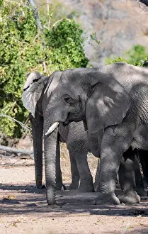 African elephant (Loxodonta africana)