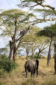 African Elephant (Loxodonta africana)