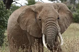 African Elephant (Loxodonta africana)