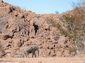 African elephant (Loxodonta africana)