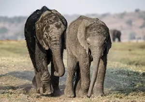 African elephant (Loxodonta africana)