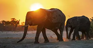 African elephant (Loxodonta africana)