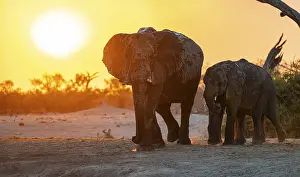 African elephant (Loxodonta africana)