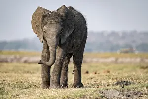 African elephant (Loxodonta africana)