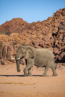 African elephant (Loxodonta africana)