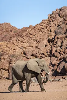 African elephant (Loxodonta africana)
