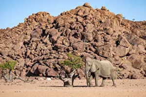 African elephant (Loxodonta africana)
