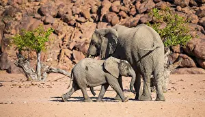 African elephant (Loxodonta africana)