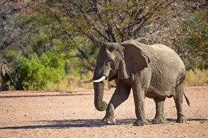 African elephant (Loxodonta africana)