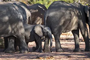 African elephant (Loxodonta africana)