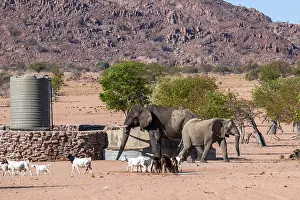 African elephant (Loxodonta africana)