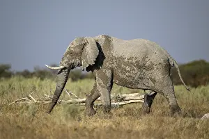 African elephant (Loxodonta africana)