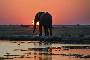 African elephant (Loxodonta africana)