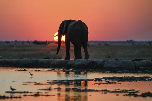 African elephant (Loxodonta africana)
