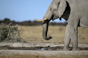African elephant (Loxodonta africana)