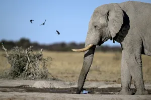 African elephant (Loxodonta africana)