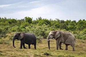 African elephant (Loxodonta africana)