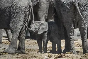 African elephant (Loxodonta africana)