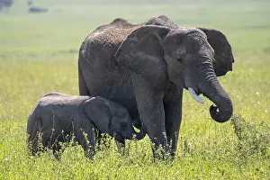 African elephant (Loxodonta africana)