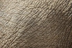 African elephant (Loxodonta africana)