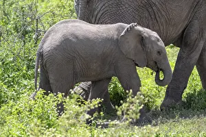 African elephant (Loxodonta africana)