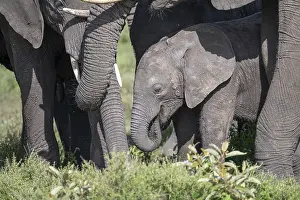 African elephant (Loxodonta africana)