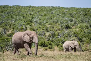 African elephant (Loxodonta africana)