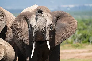 African elephant (Loxodonta africana)